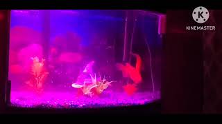 Big Goldfish Now At My Oldest Sons House 🥰 #goldfish #fish #commangoldfish #cometgoldfish @MommaVapesBeauty