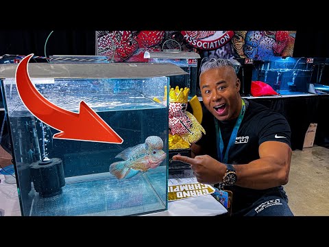 Video: Har flowerhorn fish tur?