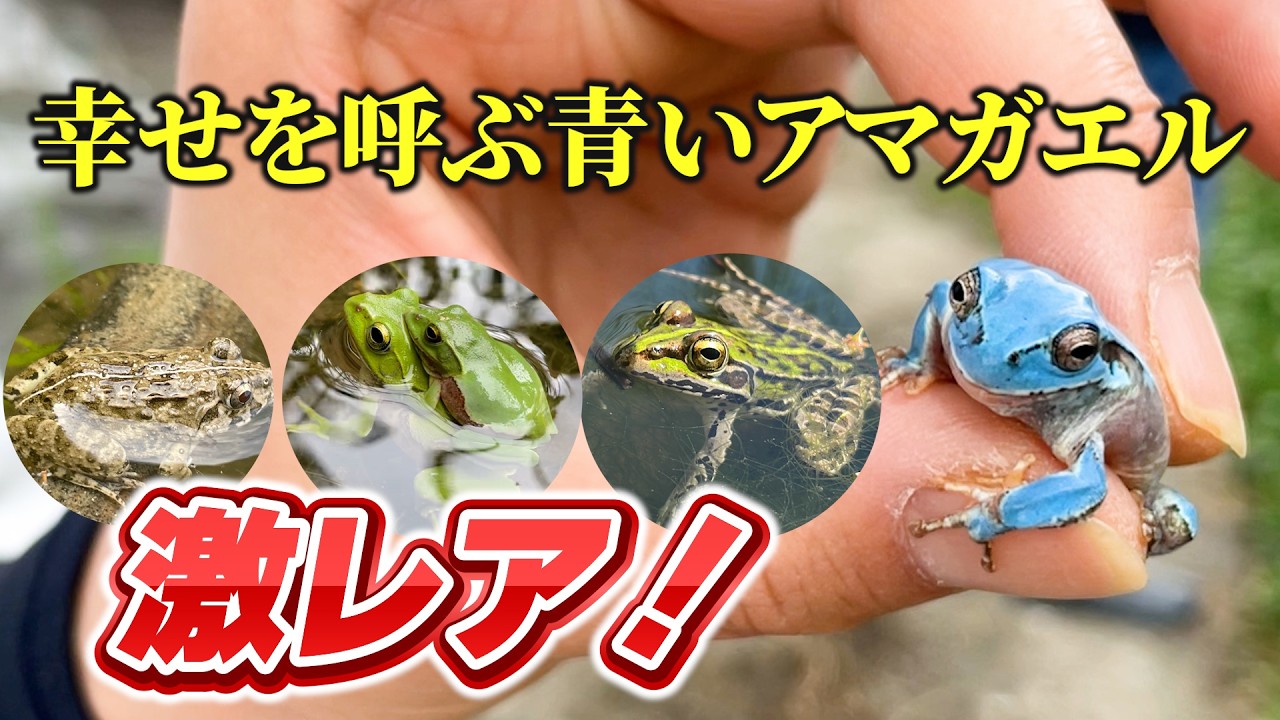 2025.6.22涼風カエル　糸魚川産最上級青玉 EXTREMELY RARE] Found while rice planting!? Introducing a light