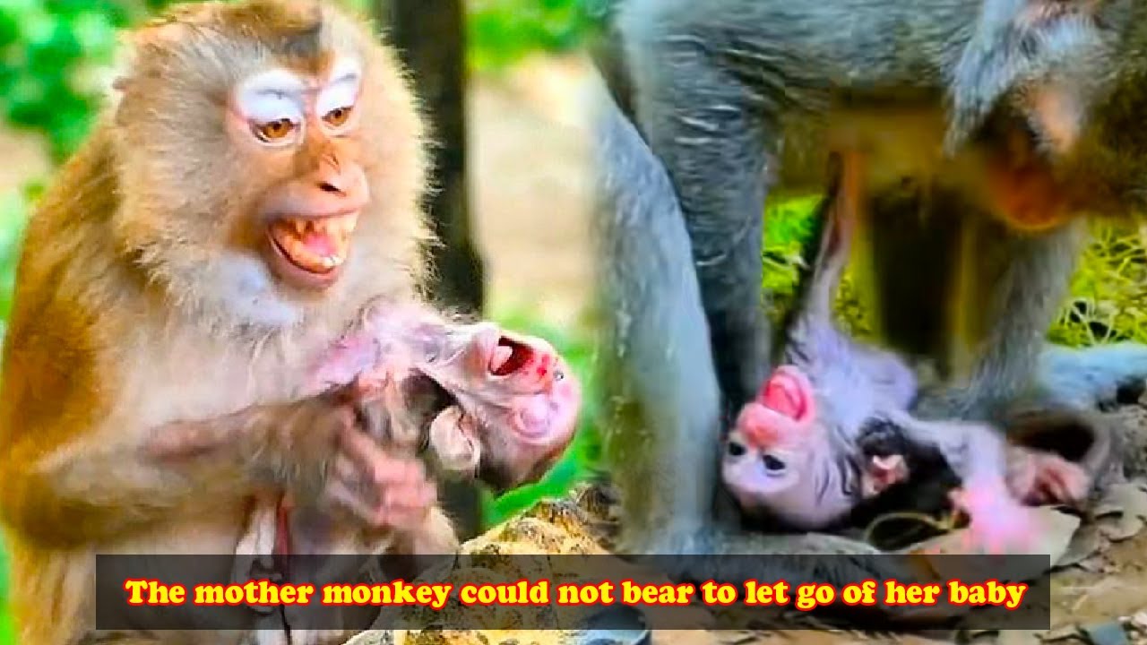 A baby monkey, only about 2 days old, became like this.