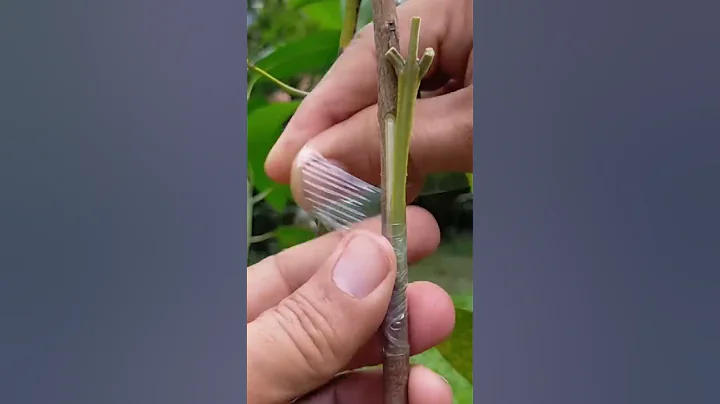 AMAZING GRAFTING TECHNIQUE - DayDayNews