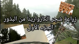 زراعة شجر الكازوارينا من البذور