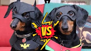 Dachshund Fighting - Funny And Cute Videos compilation 2024