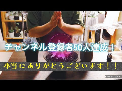 チャンネル登録者50人達成しました！！皆さん本当にありがとうございます！！