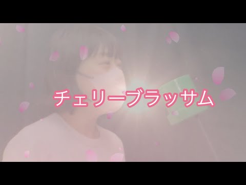 『チェリーブラッサム/松田聖子』cover:モウマンタイ子
