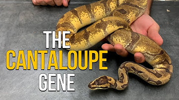 CANTALOUPE Ball Python Project - ORIGINS UNVEILED !