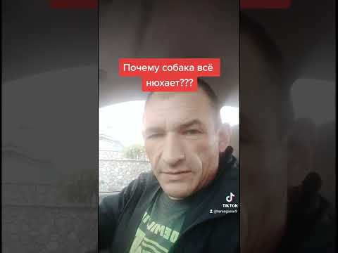 Почему собака всё нюхает??? #дрессировкасобакКременчуг #собачийнюх