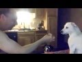 Dog confused by magic trick