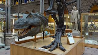 Oxford University Museum of Natural History by The Museum Explorer 813 views 5 months ago 7 minutes, 20 seconds