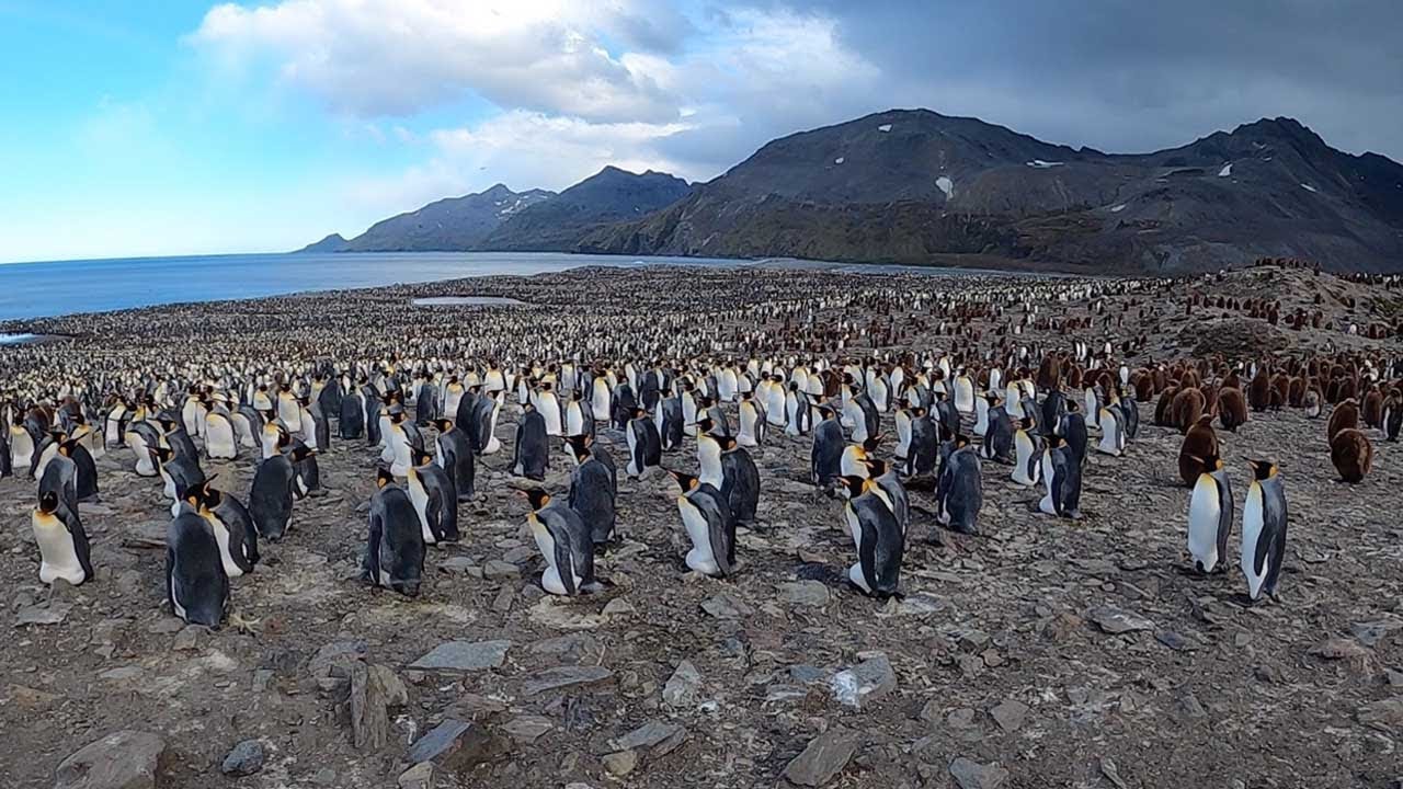 遥か彼方まで 巨大なペンギンの群れをとらえた動画が圧巻 Switch News