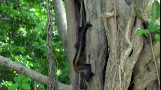 monkeys swinging in trees tracking shot