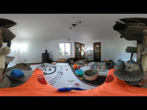 cats inn Kitten 360 VR - 2017-08-09