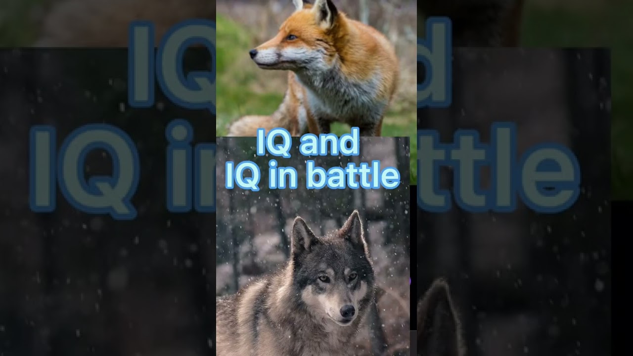 Fox vs wolf