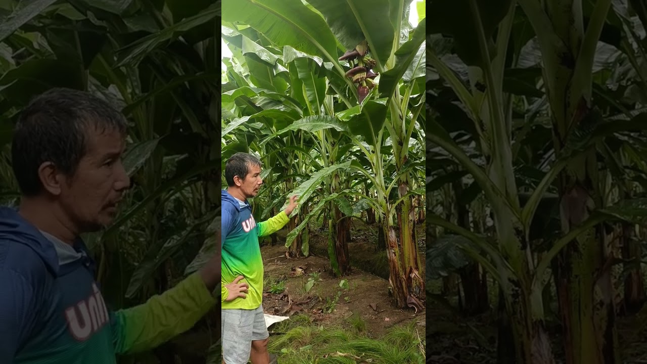 The importance of fruit obstacles removel #lakatanfarming#farmingtips