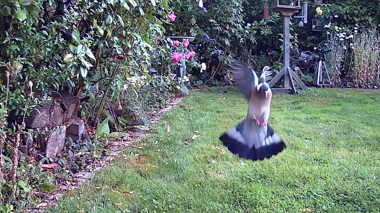 hedgehog meaning in hindi Pigeon in Flight