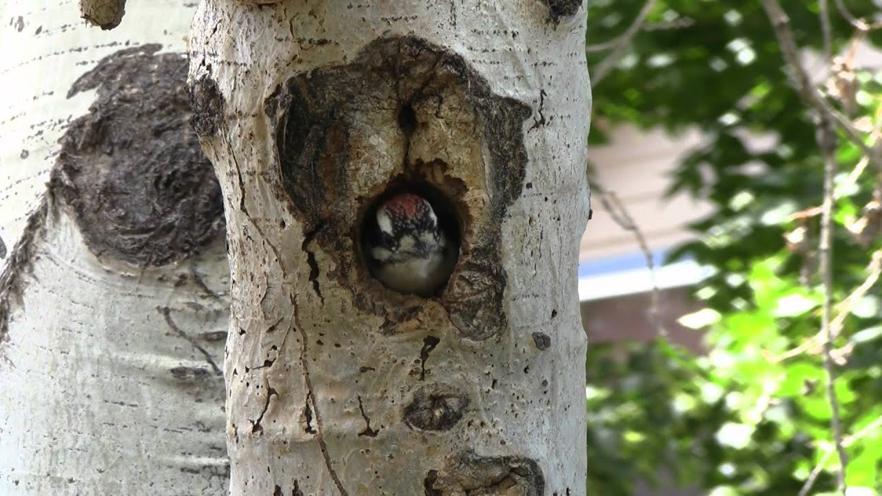 Downy Woodpecker singing for Lunch