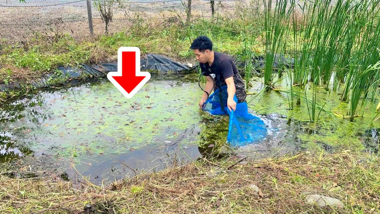 半年間放置して荒れ果てたビオトープに網を入れると・・・