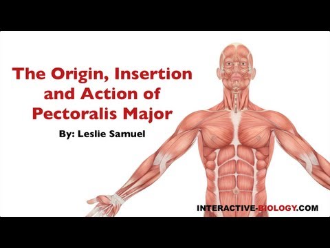 Video: Når pectoralis major trekker seg sammen det forårsaker?