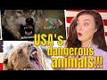New Zealand Girl Reacts to 10 Most Dangerous Animals in the UNITED STATES OF AMERICA