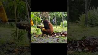 Male Orangutan Feasting.