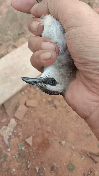 Trucuk dipegang bolak balik  ropel