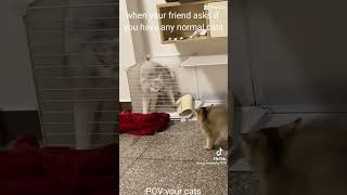 Funny Cat Shorts That I Found And Clipped Together
