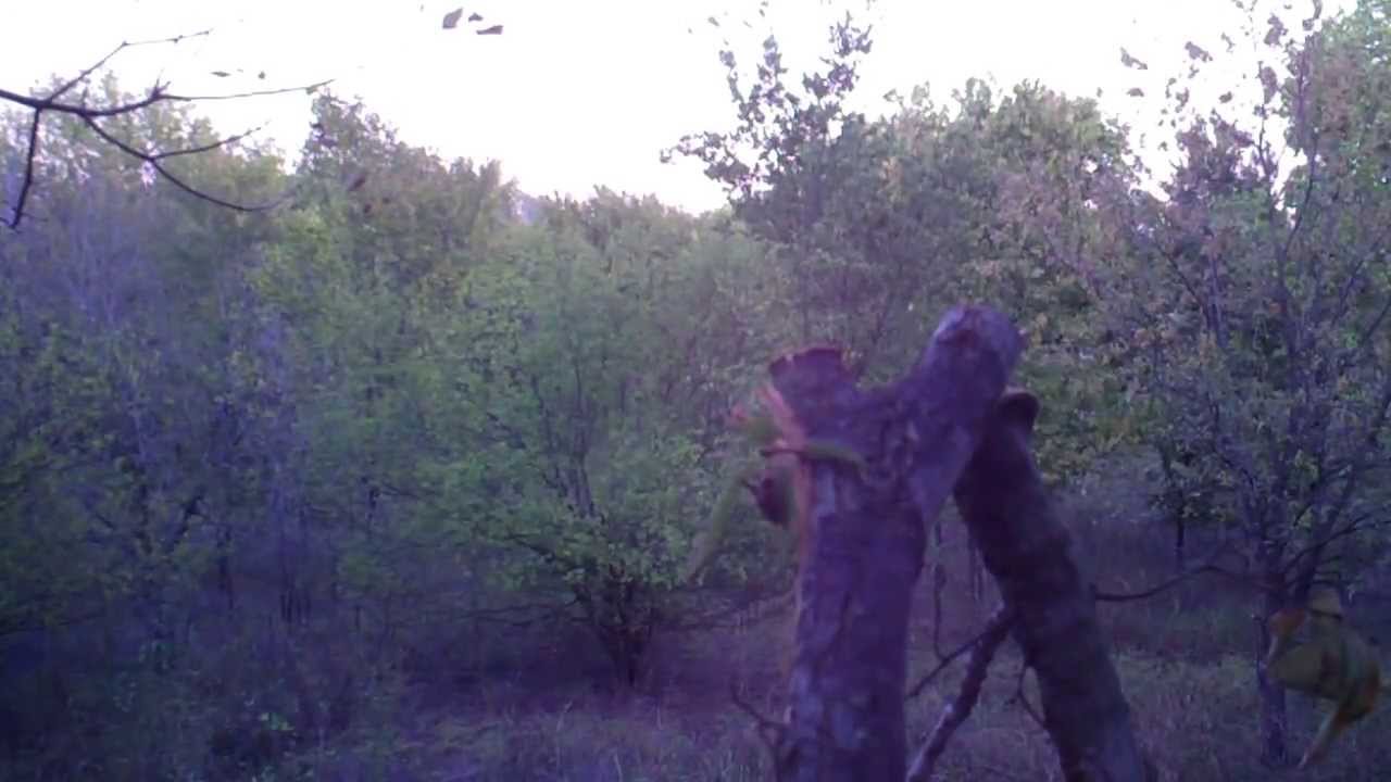 north texas public land lbj grasslands bow kill 