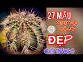 Tổng hợp 27 giống xương rồng đẹp tại vườn xương rồng BMT 30.05.2026  #cayxuongrong #xuongrongbmt