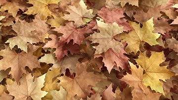 Autumn Leaves Reveal - Apple Motion | Logo Stings - Envato elements