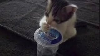 cats with zero brain activity