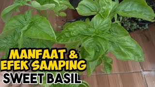 TANAMAN SWEET BASIL || BASIL MANIS || TERNYATA SWEET BASIL KAYA MANFAAT TAPI PUNYA EFEK SAMPING