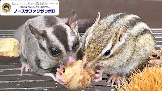 【癒しのクリ🌰パーティ】シマリス🐿モモンガリスエゾリスの宴