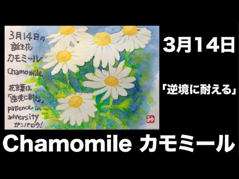 ３月14日 逆境に耐える Camomile カモミール Youtube