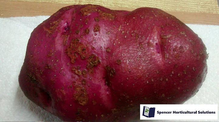 Common Scab of Potato