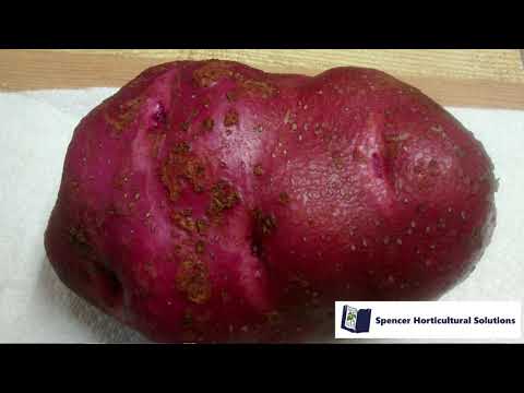 Video: Silver Potato Scab