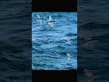 Wings Over Waves: Capturing the Astonishing Flying Fish in Action