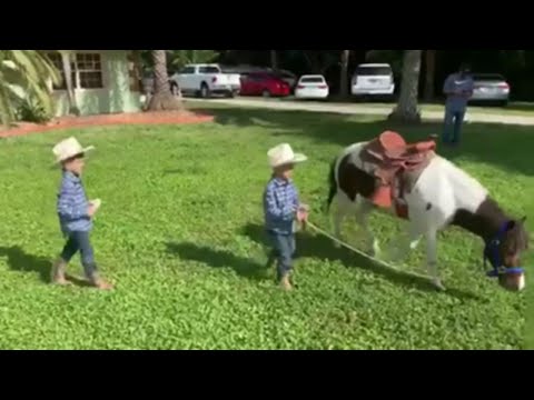 Officers reunite family with wandering pony
