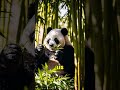 Pandas: ¡Solo Comen Bambú! 🐼