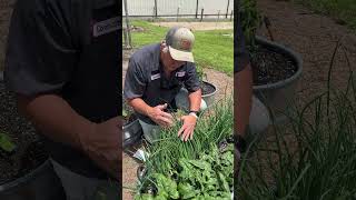 BUNCHING ONIONS! The EASY Way To Grow Onions! #growyourownfood #growhoss