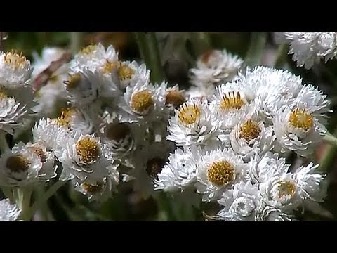 Western Pearly Everlasting (Anaphalis margaritacea)