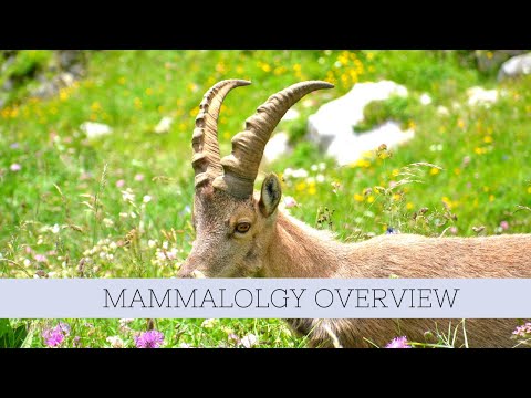 Mammalology overview