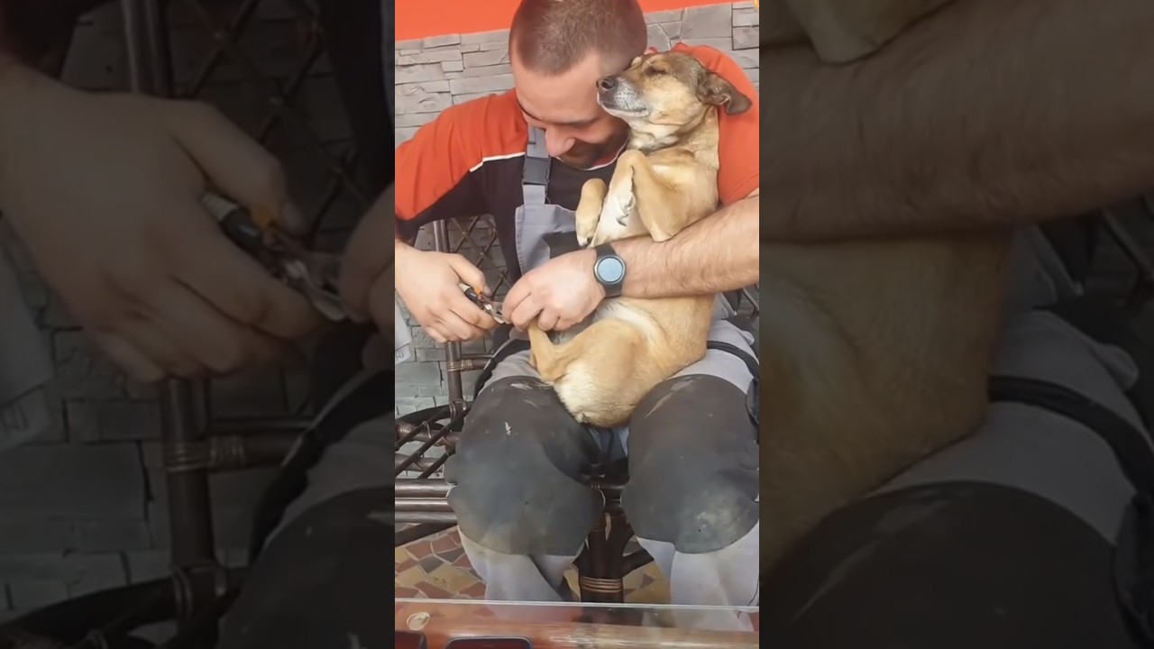 Funny and cute dog compilation 😂😂