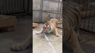 Cara Penjaga Kebun Binatang Memandikan Harimau