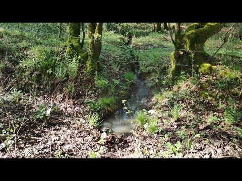 Walking Through Woodland Near to The Christmas Pie Trail - P3