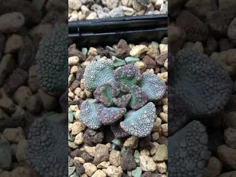 Видео: Titanopsis Concrete Leaf Plant Info – Выращивание суккулентов из бетонных листьев