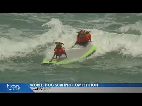 Video: Wo Kann Man Die World Dog Surfing Championships In Kalifornien Sehen?