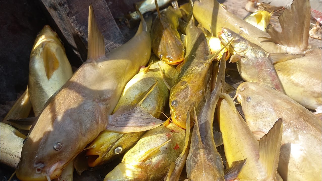 OLHA ESSA FARTURA PESCARIA DE ESPINHEL BATEU SÓ OURO AINDA TEVE
