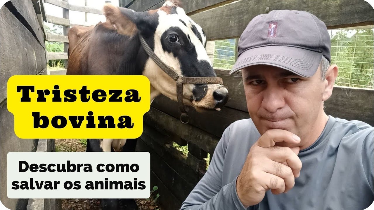 Carrapato e Tristeza Bovina! Como identificar, tratar e salvar seus animais. Vd 37