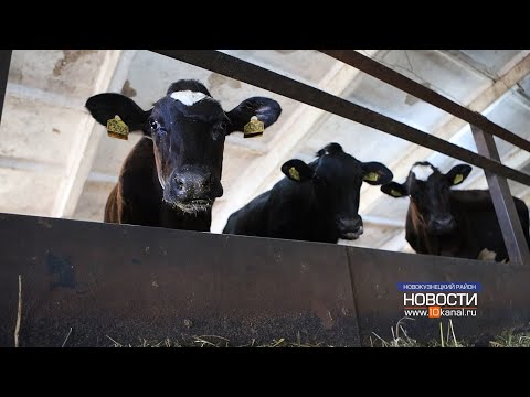 Элитные буренки на страже продовольственной безопасности региона