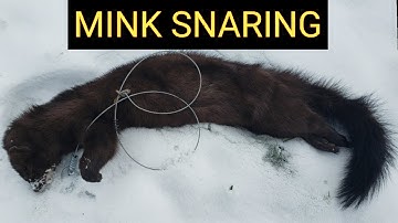 Mink Snaring- Walk Through Cubby Set